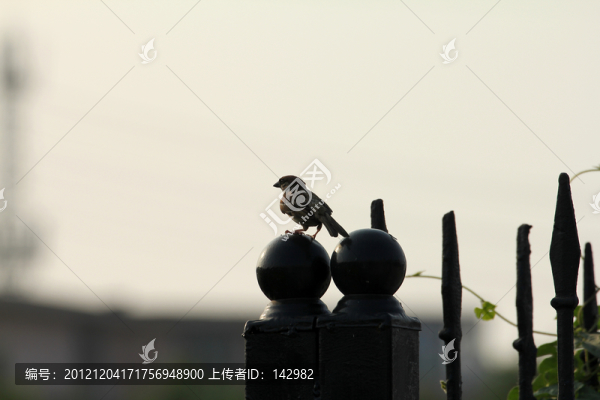 麻雀