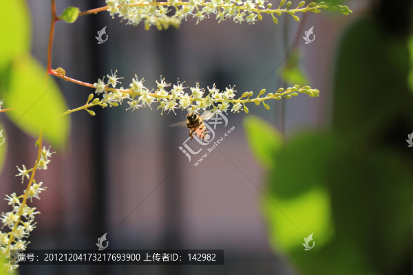 蜜蜂