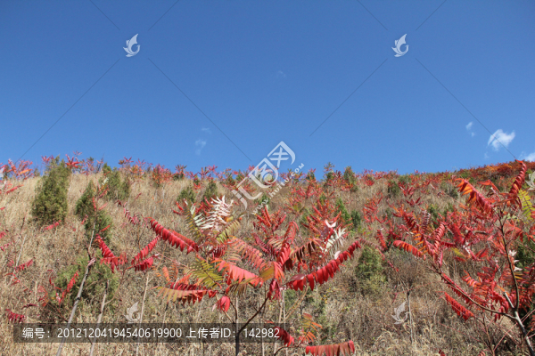 秋山