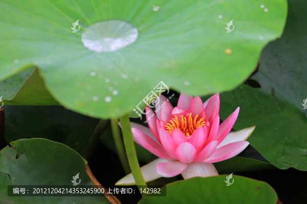 睡蓮