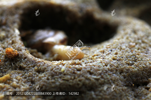 蝸牛