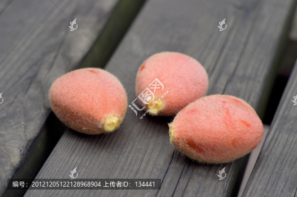 鐵樹(shù)種子