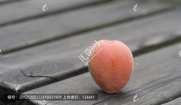 鐵樹種子