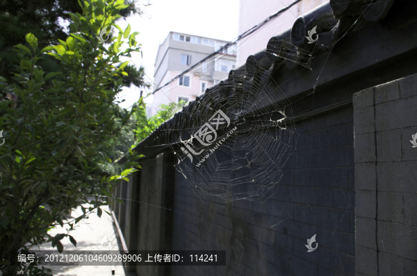 蜘蛛網(wǎng)