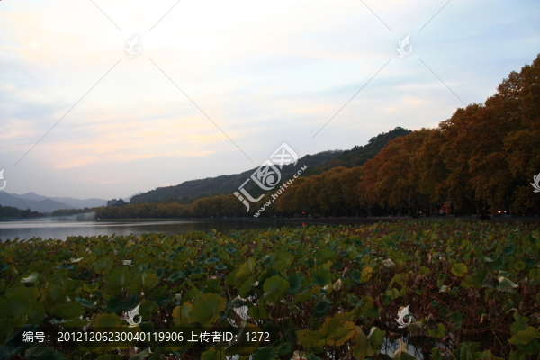 西湖秋色
