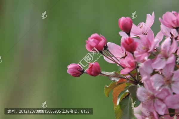 花卉