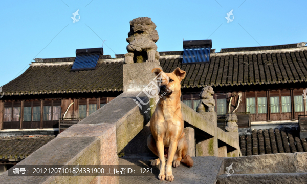 橋上的狗
