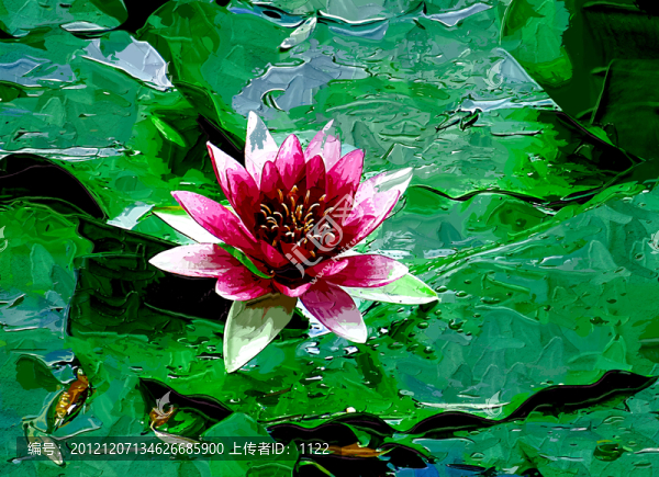 裝飾畫,睡蓮,荷花