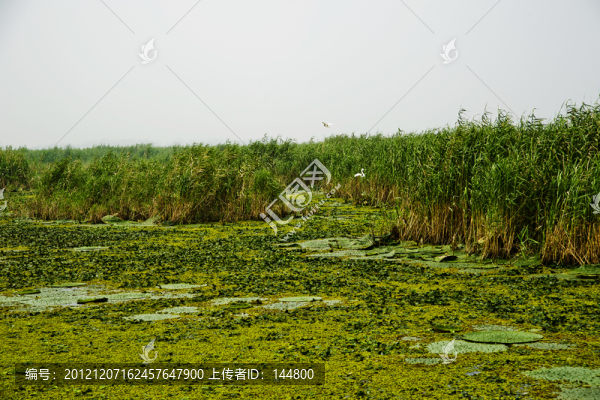 東平湖濕地