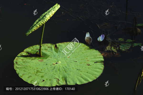 荷趣