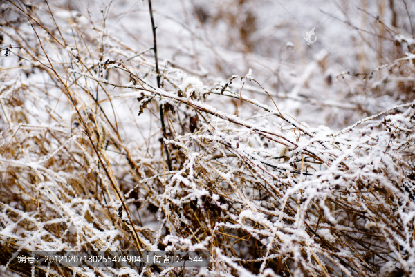 雪