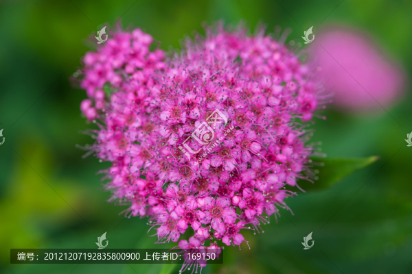 心形花簇