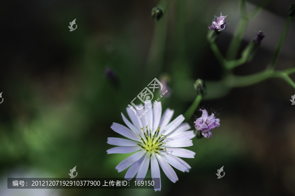 山中野花