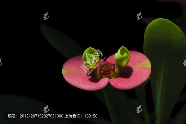 刺梅花