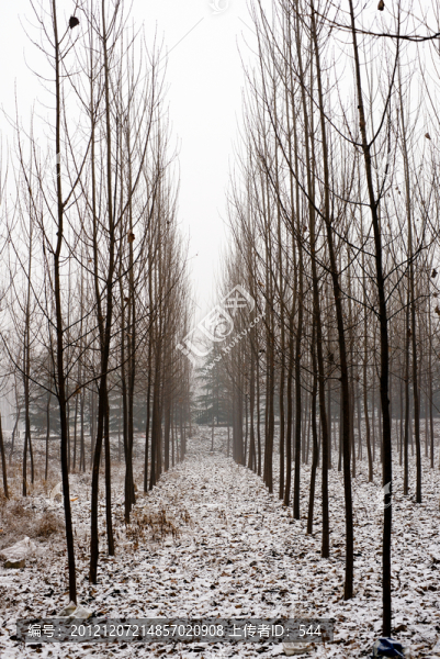雪天的樹林