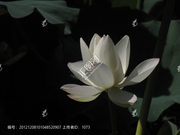 白荷花
