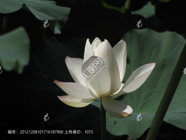 白荷