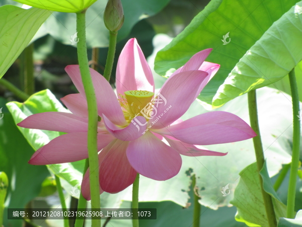 紅荷花開(kāi)