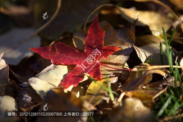 紅葉