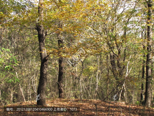 陽(yáng)光叢林樹(shù)影斜,明光老嘉山風(fēng)光