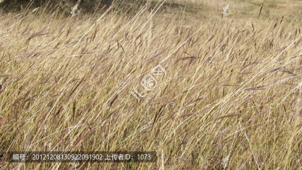 芳草,荒草,明光老嘉山