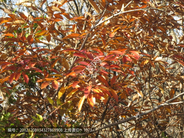 紅葉,秋葉