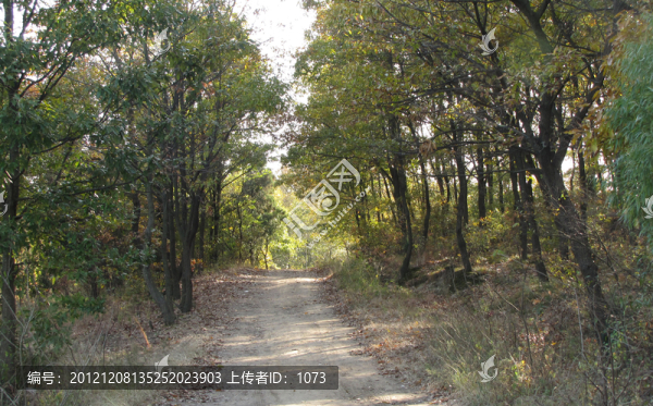秋日林蔭道,鄉(xiāng)村公路