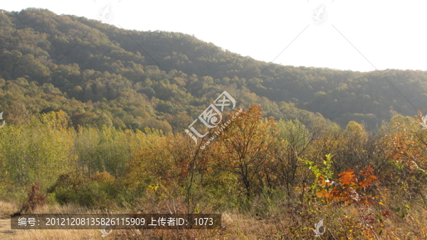 秋高氣爽,紅葉漫山