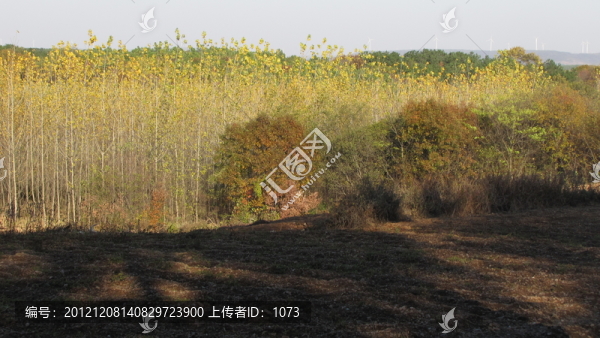 嘉山秋野