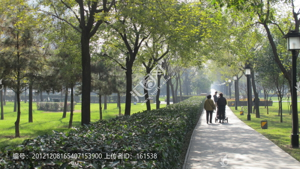 西安高新CBD城市綠化