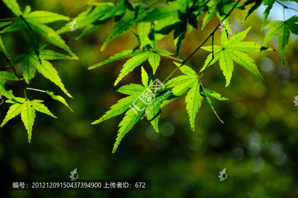 楓葉