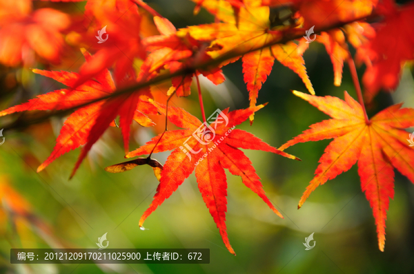楓葉