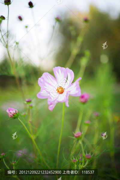 波斯菊