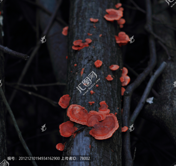 靈芝草