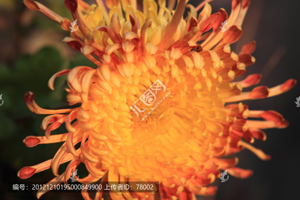 菊花