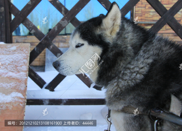 雪橇犬