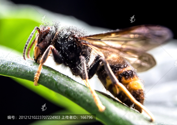 掛露虎頭蜂