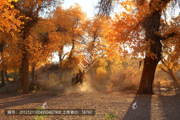 胡楊林,駝鈴聲聲