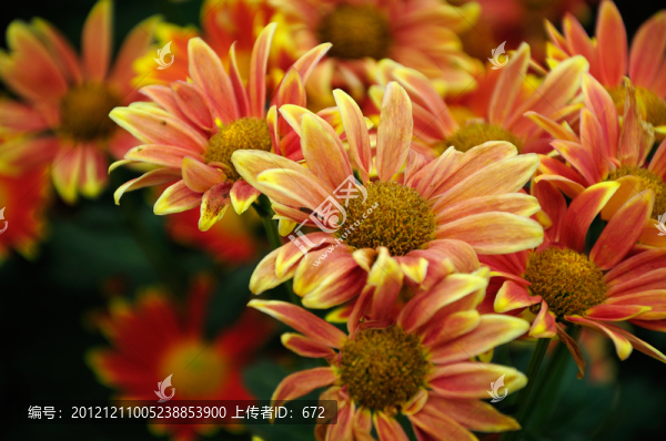 菊花