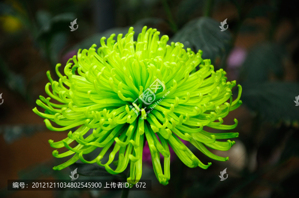 菊花