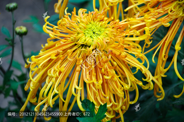 菊花