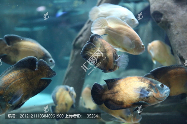 合肥海洋世界