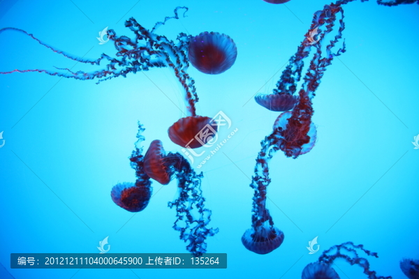 合肥海洋世界