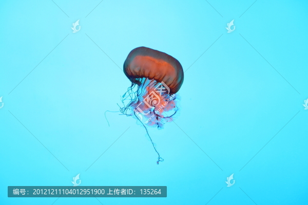 水母,動物,合肥