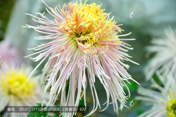 菊花