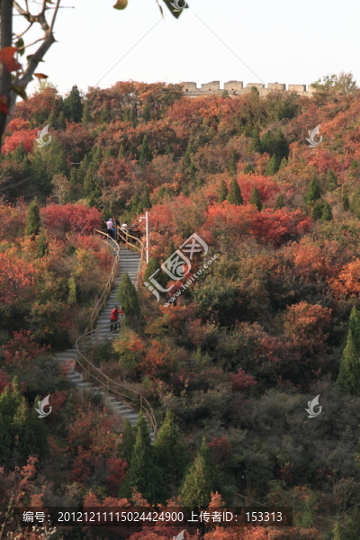 紅葉