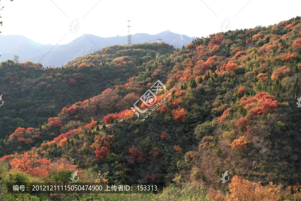 紅葉