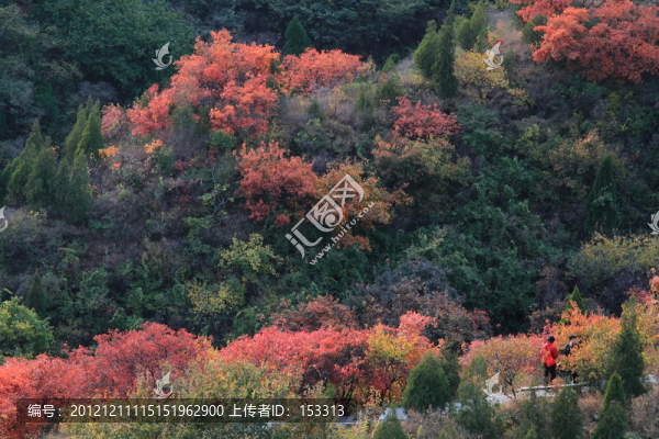 紅葉