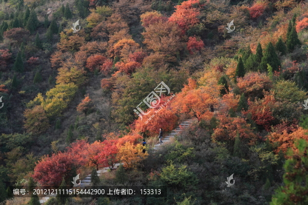 紅葉