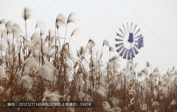蘆葦